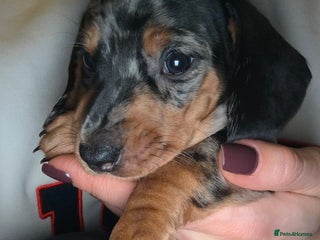 Dachshund dogs Standard Dachshund Puppies - Advert 15