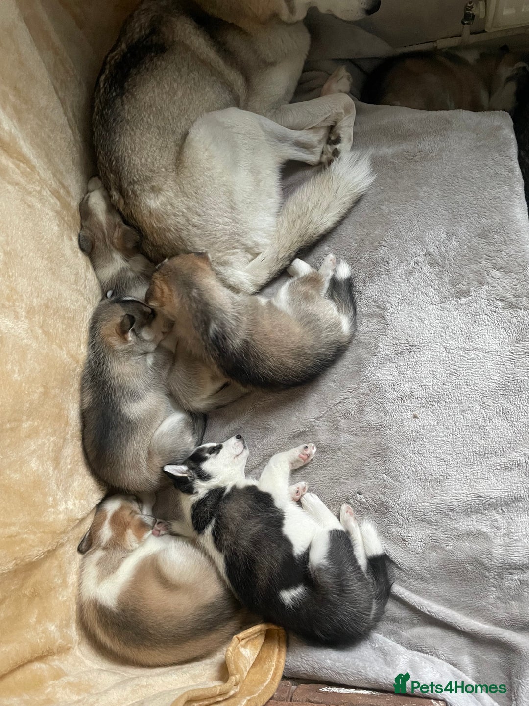 Siberian Husky dogs for sale: Siberian Husky Puppies  - Advert 26