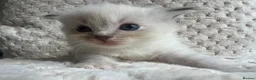Ragdoll cats for sale: Ragdoll kittens ready September  - Advert 34