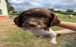 English Springer Spaniel dogs for sale: KC Working Springer Spaniel Puppies - Image 7
