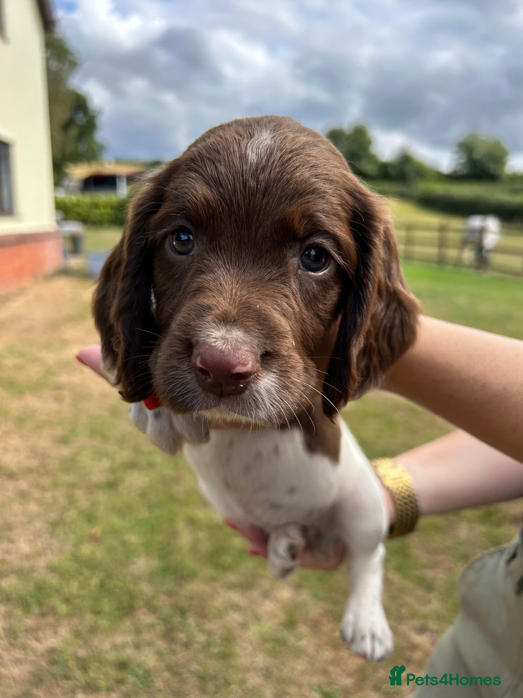 English Springer Spaniel dogs for sale: KC Working Springer Spaniel Puppies - Image 7