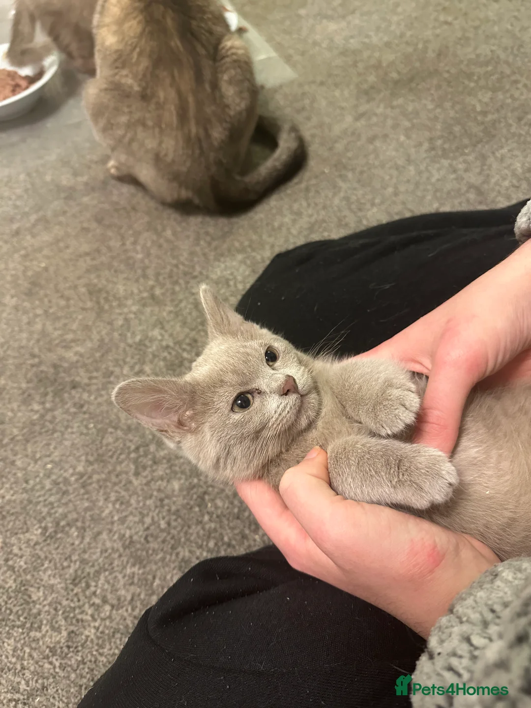 Burmilla cats for sale: GCCF Reg pedigree Asian (Burmilla)  - Advert 7