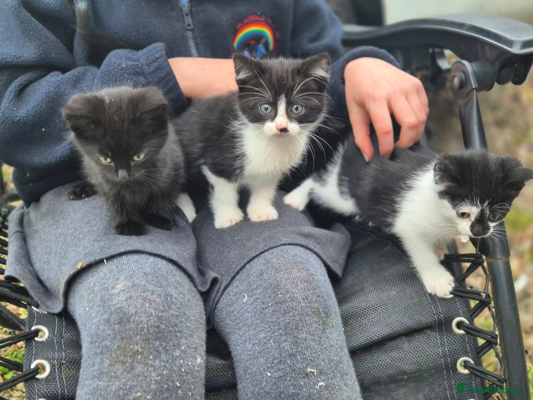 Mixed Breed cats for sale: Cute kittens for sale  - Image 2