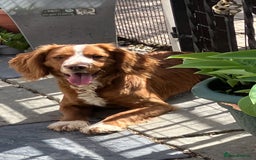 Cocker Spaniel dogs for sale: Beautiful Red Cocker Spaniels - Image 5