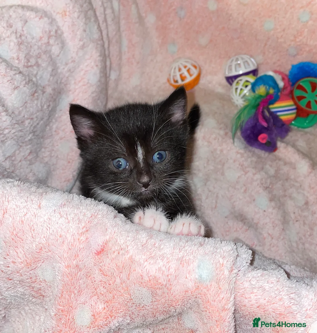 Domestic Shorthair cats for sale: Black n white Tuxedo Kittens - Advert 10