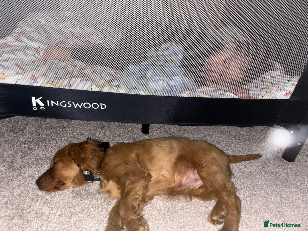 Cocker Spaniel dogs for sale: Lola  in Havant - Advert 3