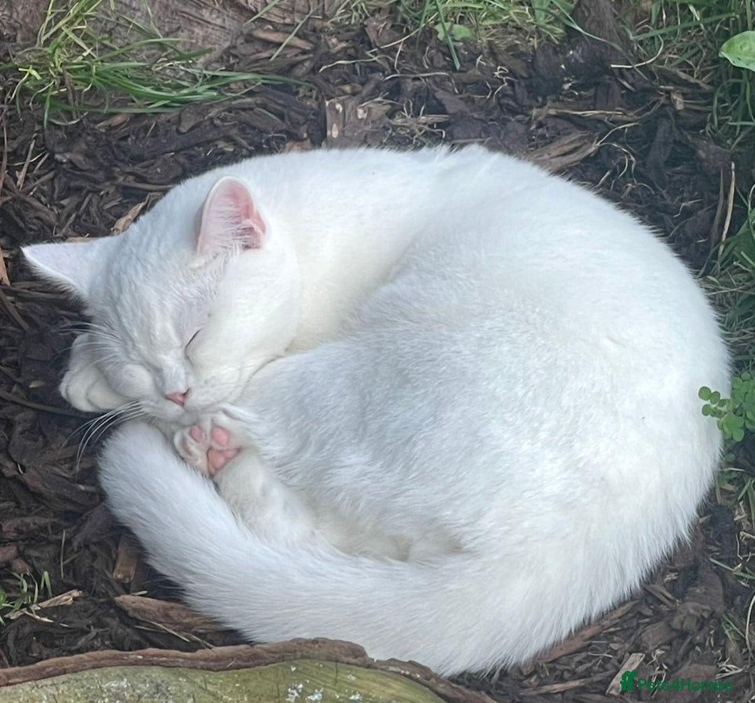 British Shorthair cats for sale: Adorable British Babies  - Advert 17