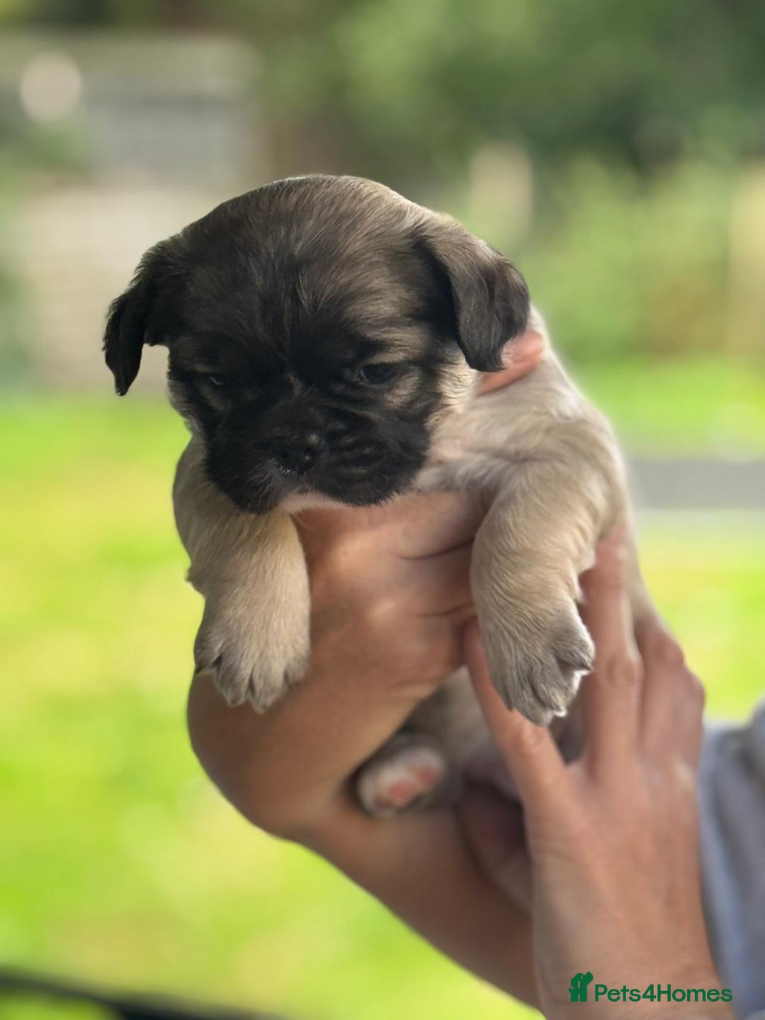 French Bulldog dogs for sale: *Fluffy Frenchie Pups* - Advert 16