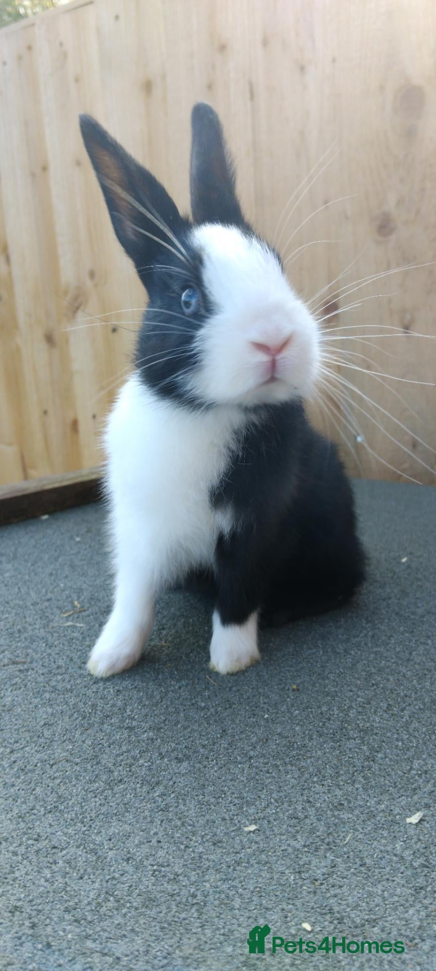Mixed Breed rabbits Baby rabbits - Advert 23