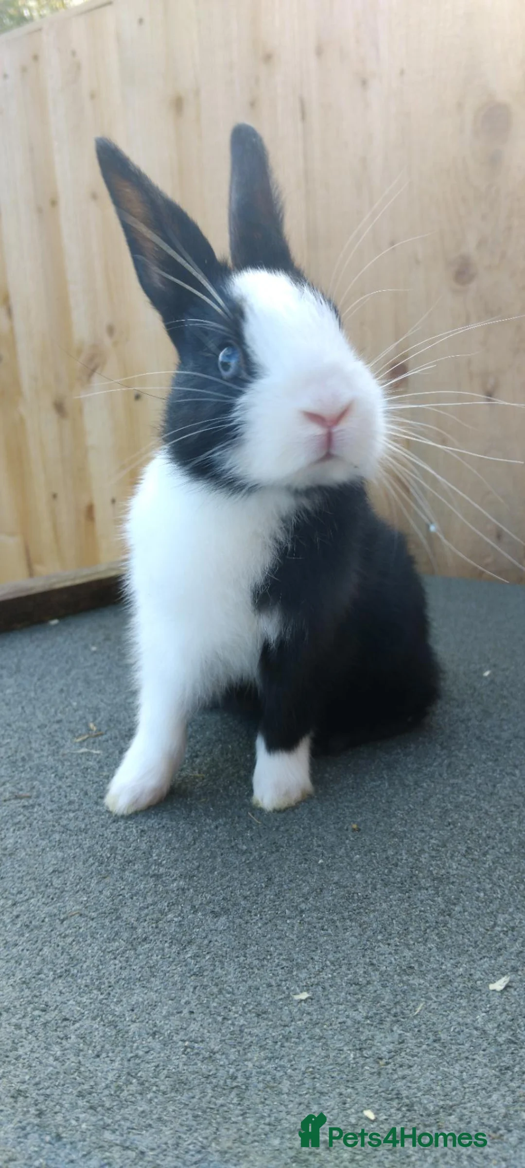 Mixed Breed rabbits for sale: Baby rabbits - Advert 7