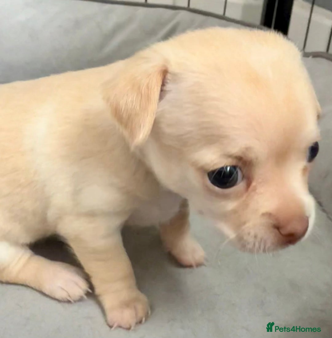 Chihuahua dogs for sale: 5 gorgeous chihuahua pups - viewings start 23/08 - Image 18