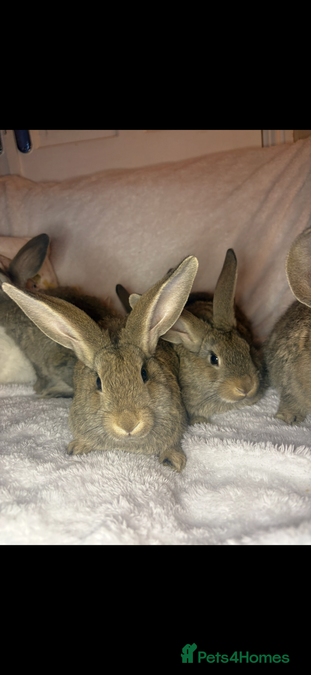 Continental Giant rabbits for sale: Beautiful continental giant baby rabbits ready  - Advert 19