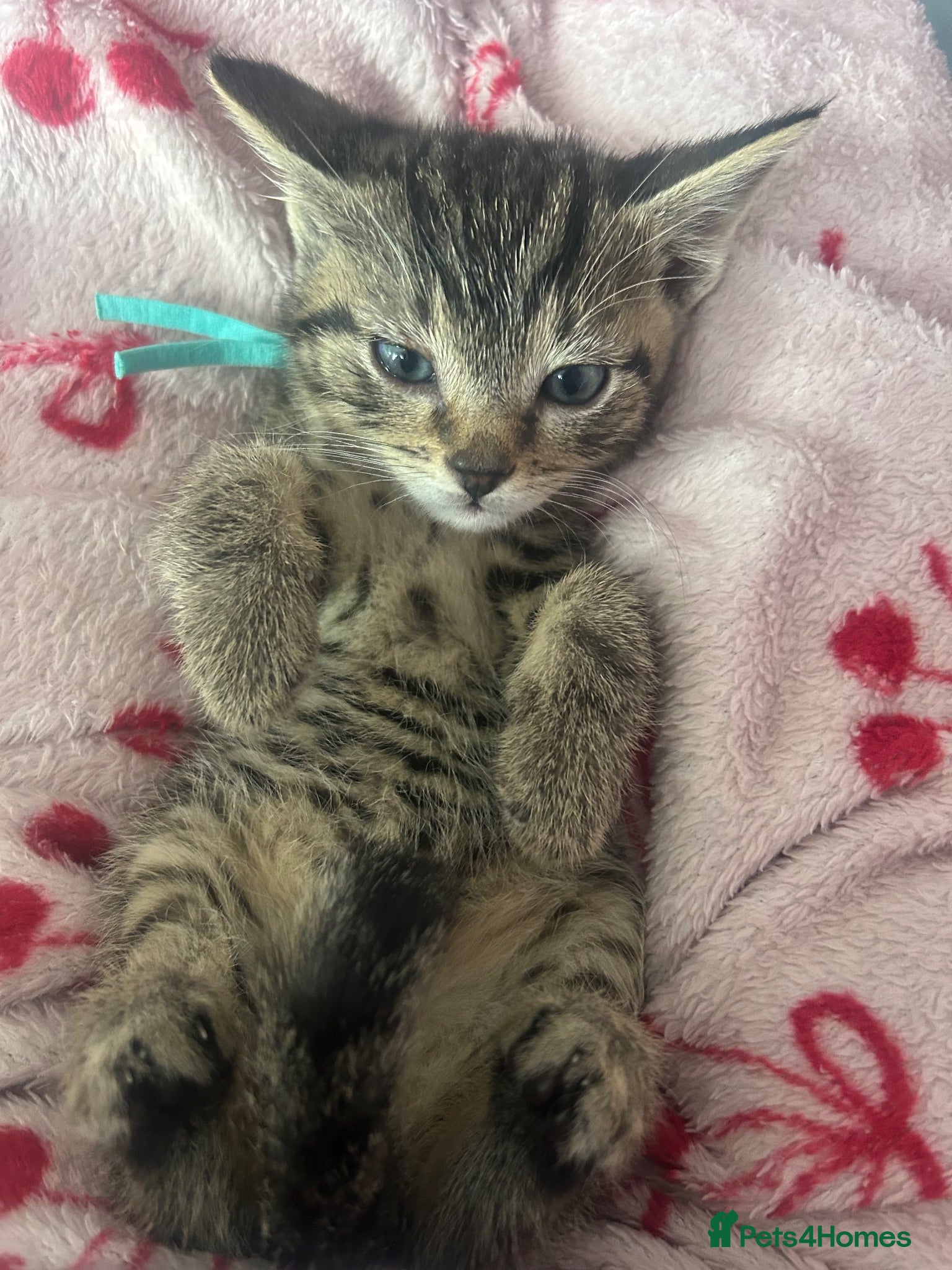 Mixed Breed cats for sale: Tabby/bengal x pure Canadian spynyhx  - Advert 1