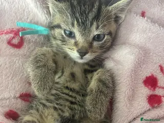 Mixed Breed cats Tabby/bengal x pure Canadian spynyhx - Advert 5