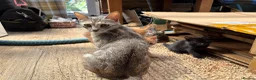 Bengal cats for sale: Bengal Cross - 2 ginger - One Black - One Grey  - Advert 9