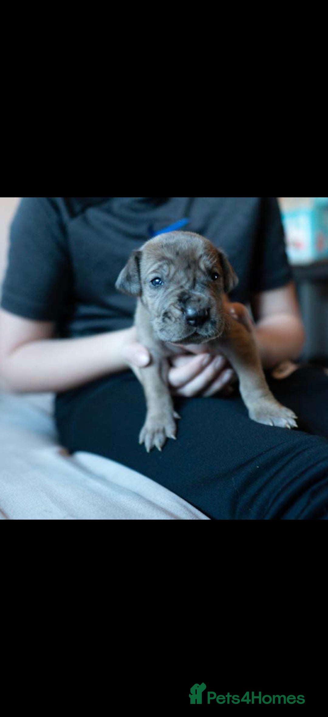 Great Dane dogs for sale: KC Registered Great Danes - Stunning Litter  - Advert 15