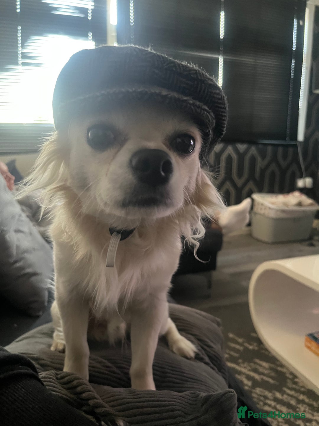 Chihuahua dogs for stud: chihuahua for stud - Advert 3