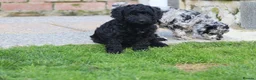 Cockapoo dogs for sale: Beautiful Cockapoo puppies for sale  - Advert 35