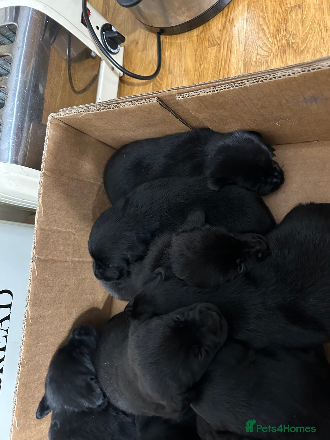 Labrador Retriever dogs for sale: Black Labrador pups  - Advert 3