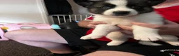 Huskita dogs for sale: 4 beautiful huskaties  - Advert 3