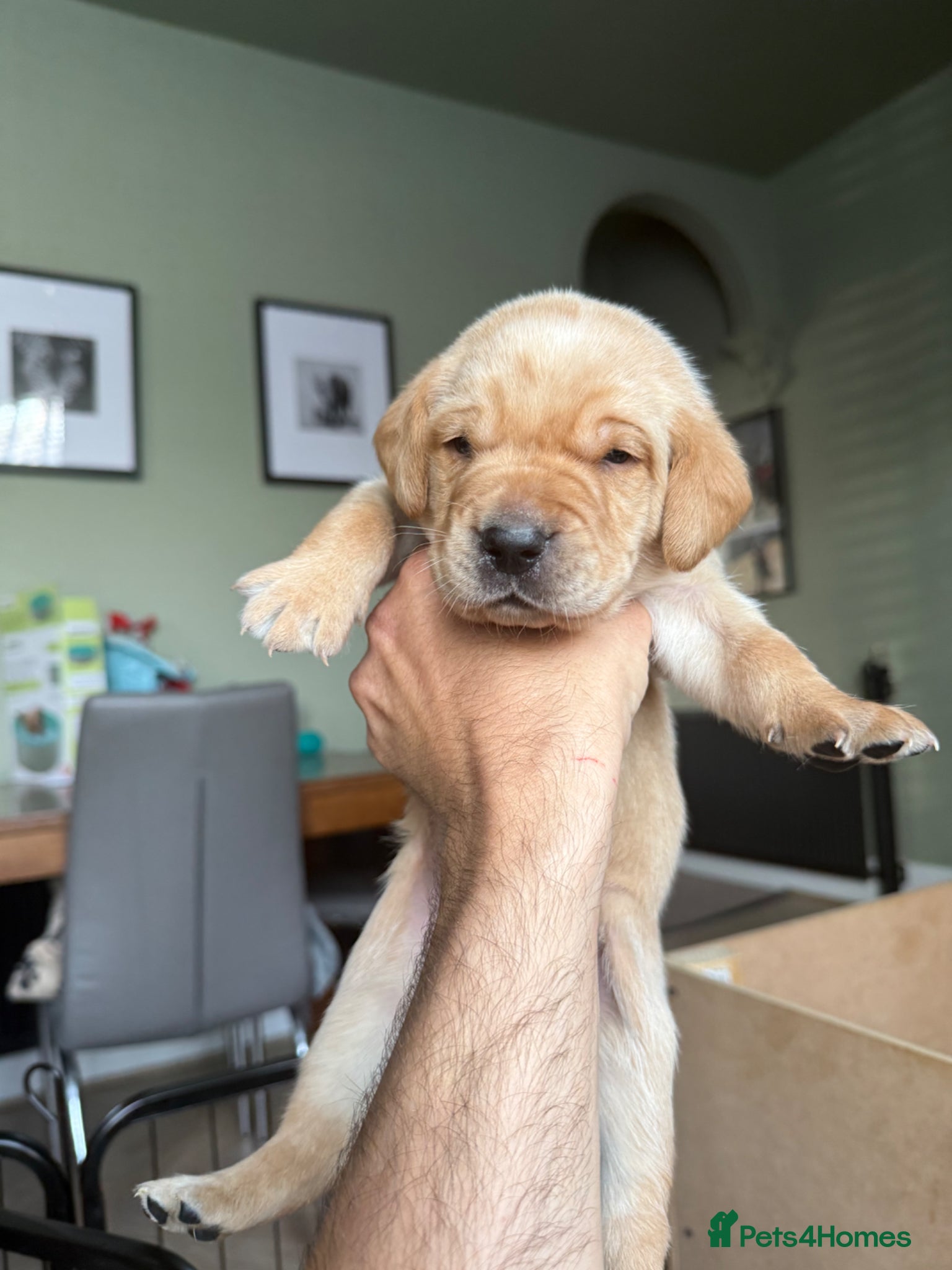 Labrador Retriever dogs Labrador puppies  - Advert 17
