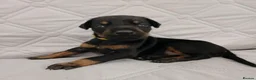 Dobermann dogs for sale: European doberman puppies for sale. in Swindon - Advert 5