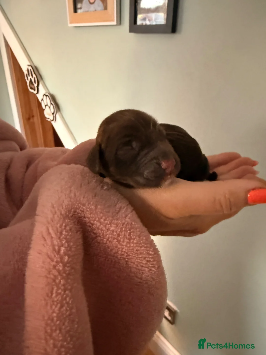 Cocker Spaniel dogs for sale: Working Type Cocker Spaniels - Advert 2