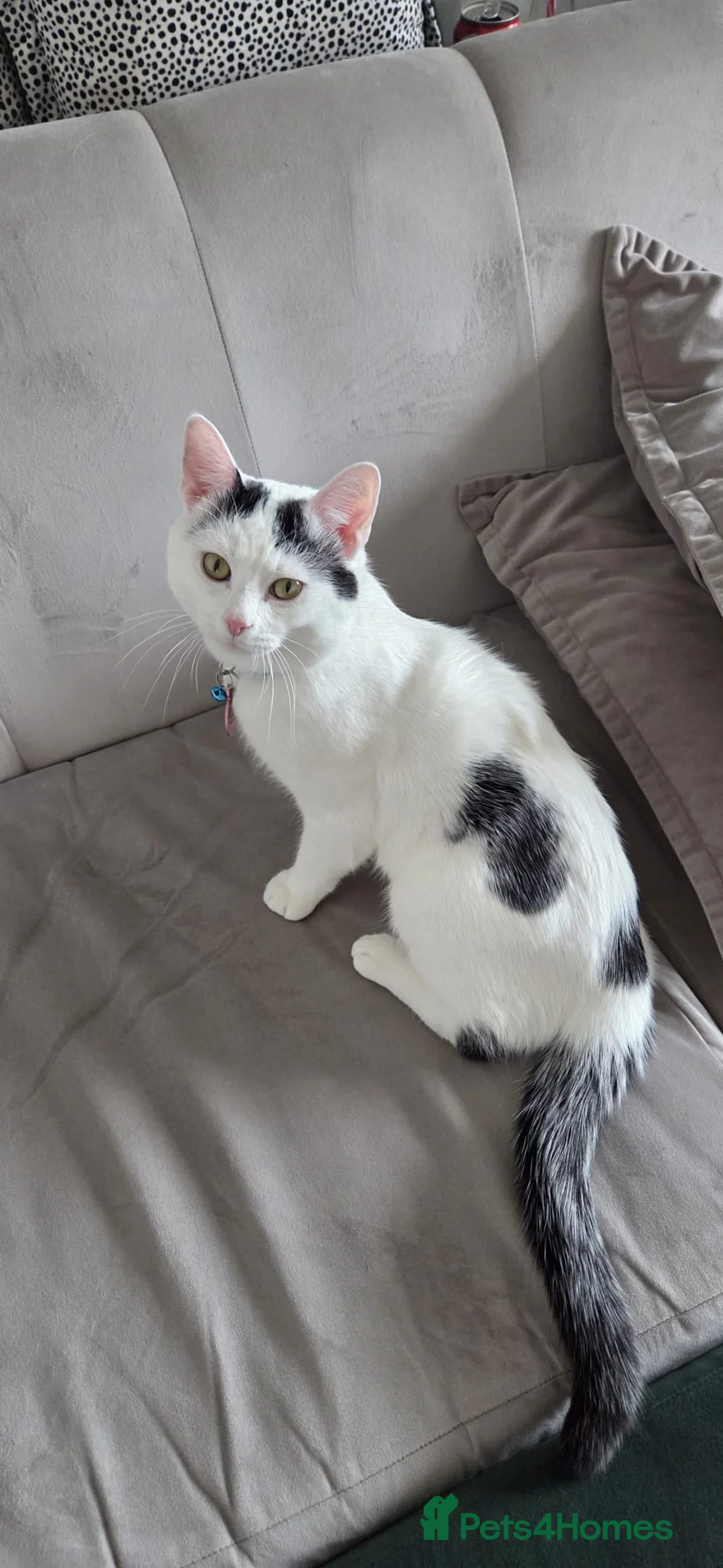 Mixed Breed cats for sale: 1 year old male kitten for sale  - Advert 2