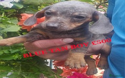 Miniature Poodle dogs for sale: PRA CLEAR MIN DACHSHUNDS  - Image 2