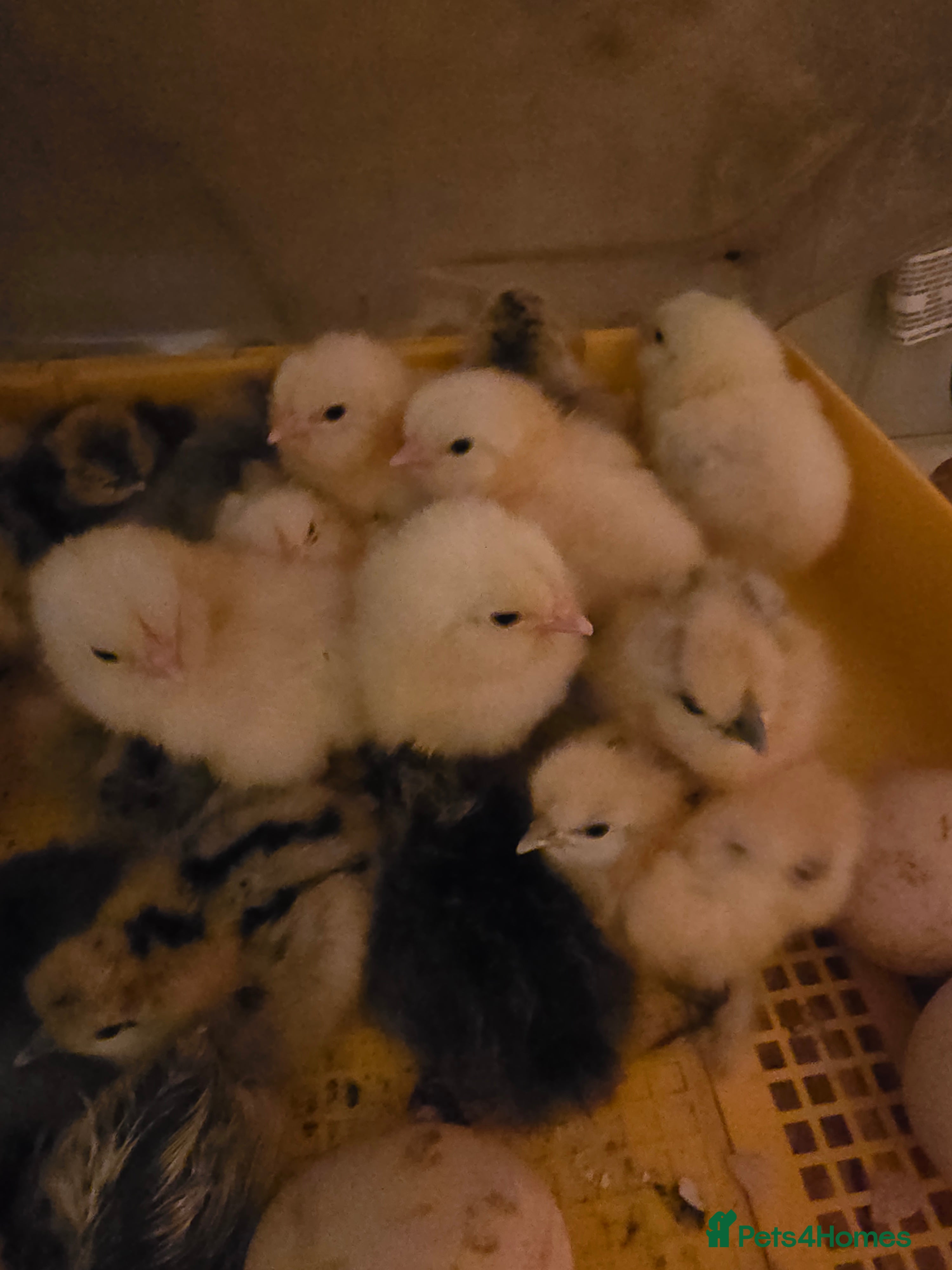 Chickens poultry Silkie chicks  - Advert 16