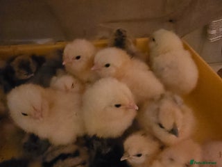 Chickens poultry Silkie chicks - Advert 2