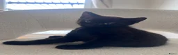 British Shorthair cats for sale: Two black male kittens in Redditch - Advert 2