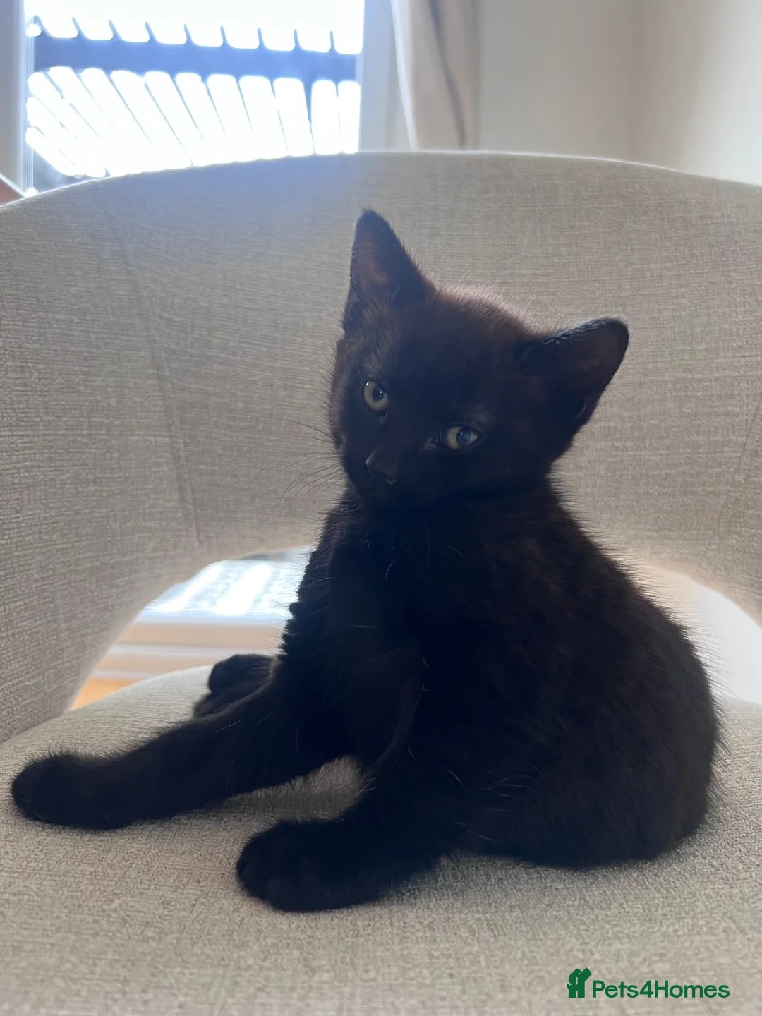 British Shorthair cats for sale: Two black male kittens in Redditch - Advert 2