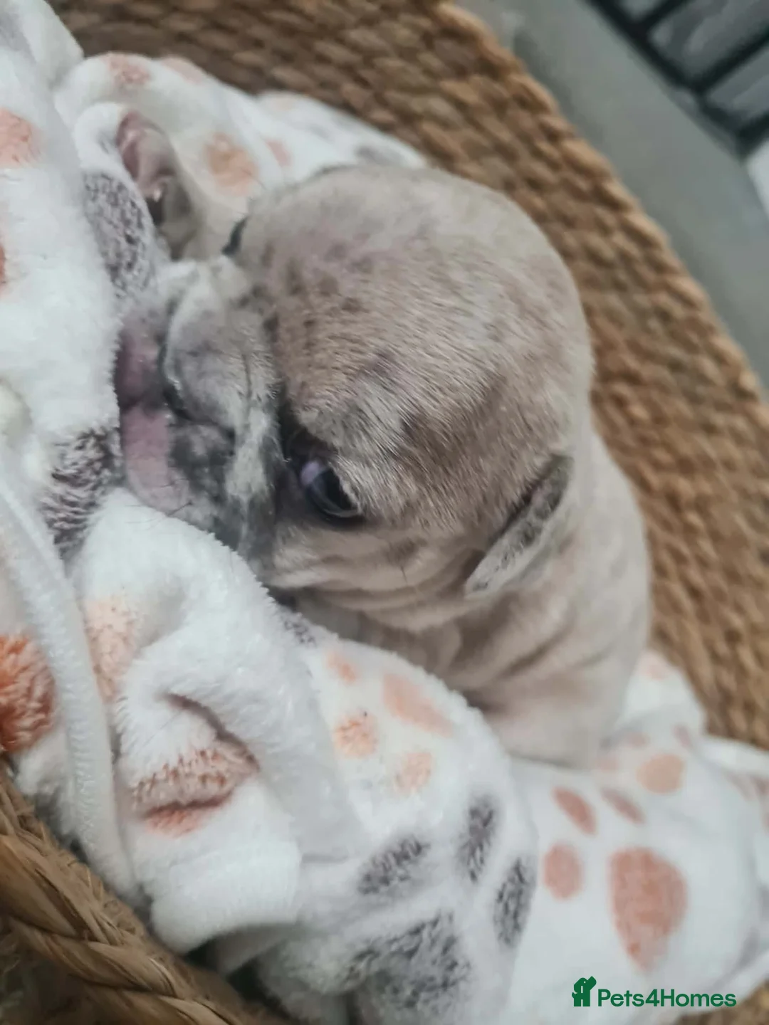 French Bulldog dogs for sale: French bulldog pups  - Advert 13