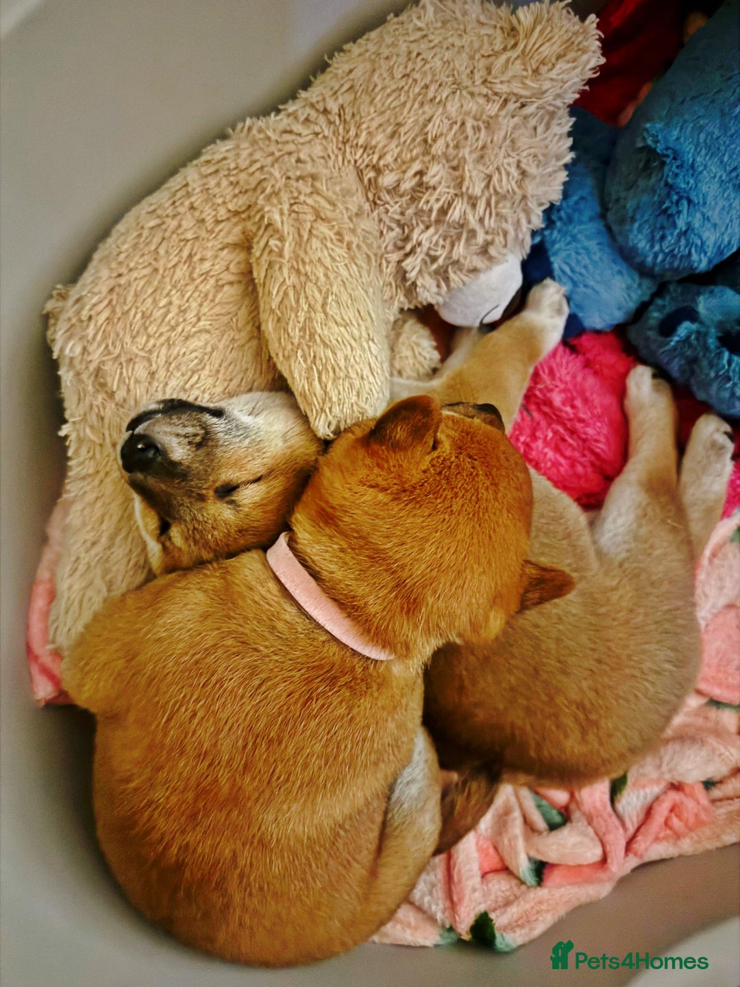 Japanese Shiba Inu dogs for sale: 🏆 CHAMPION 🏆 JAPANESE SHIBA INU チャンピオン 🇯🇵  - Advert 7