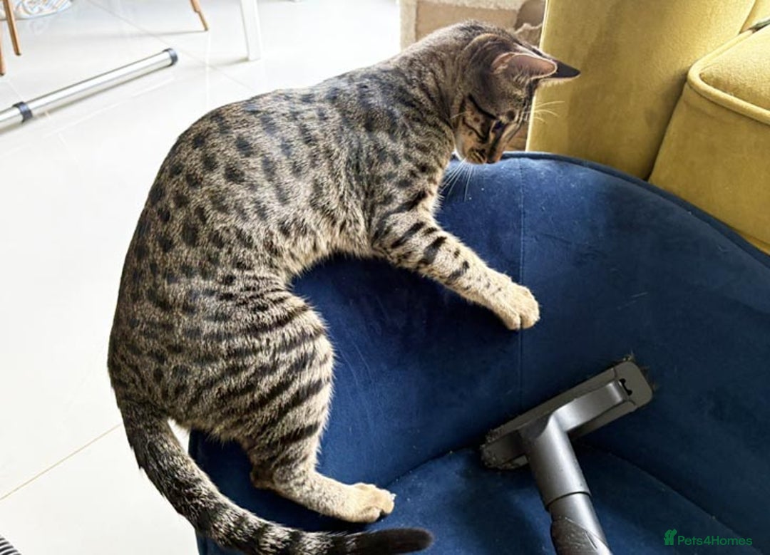 Savannah cats for sale: Super affectionate F6 SBT Savannah boy - Advert 11