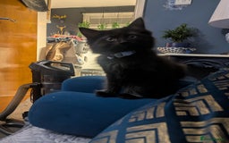 Ragcoon cats for sale:  Very large, long haired Maine coon x kittens  - Image 19