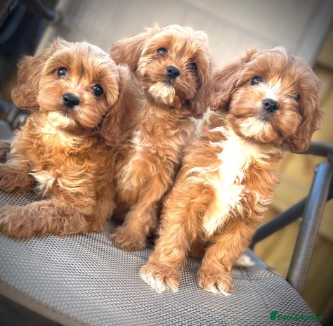 Cavapoo dogs in Wisbech - Advert 6