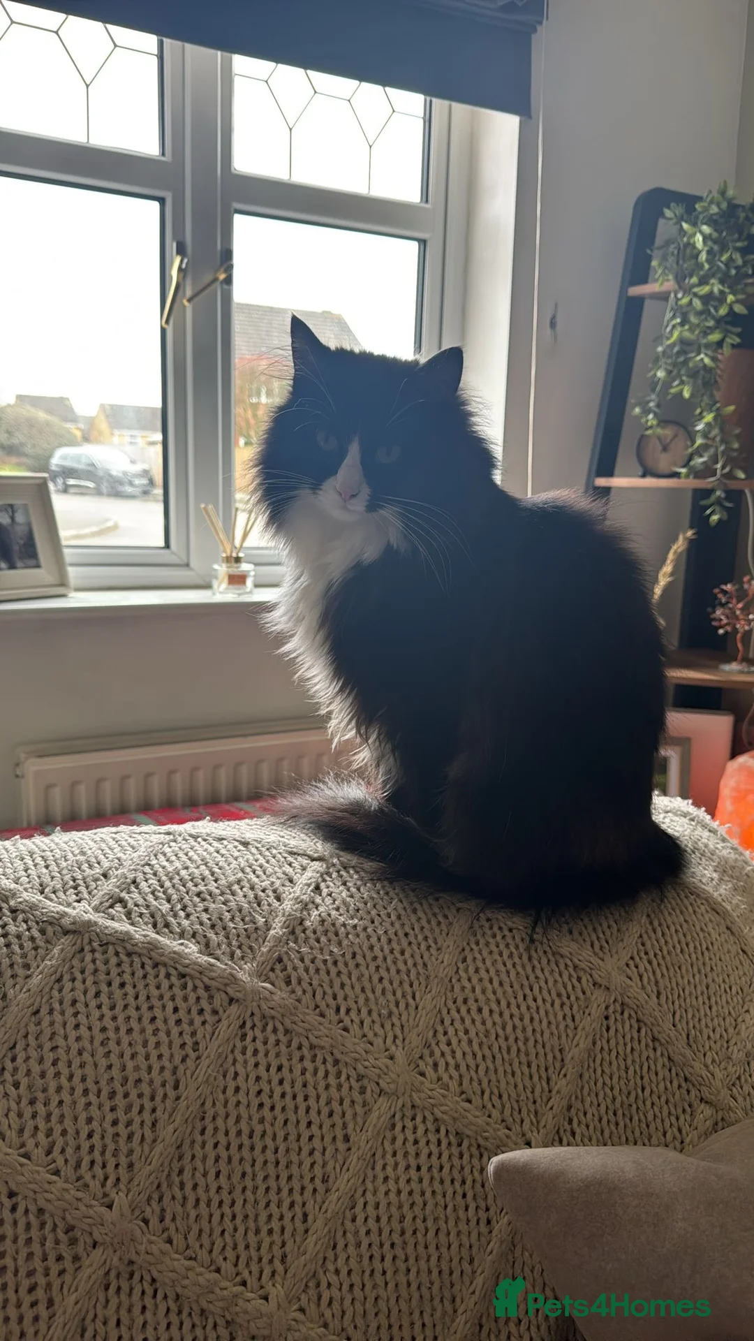 Mixed Breed cats for sale: Beautiful half Ragdoll Male  in Derby - Advert 3