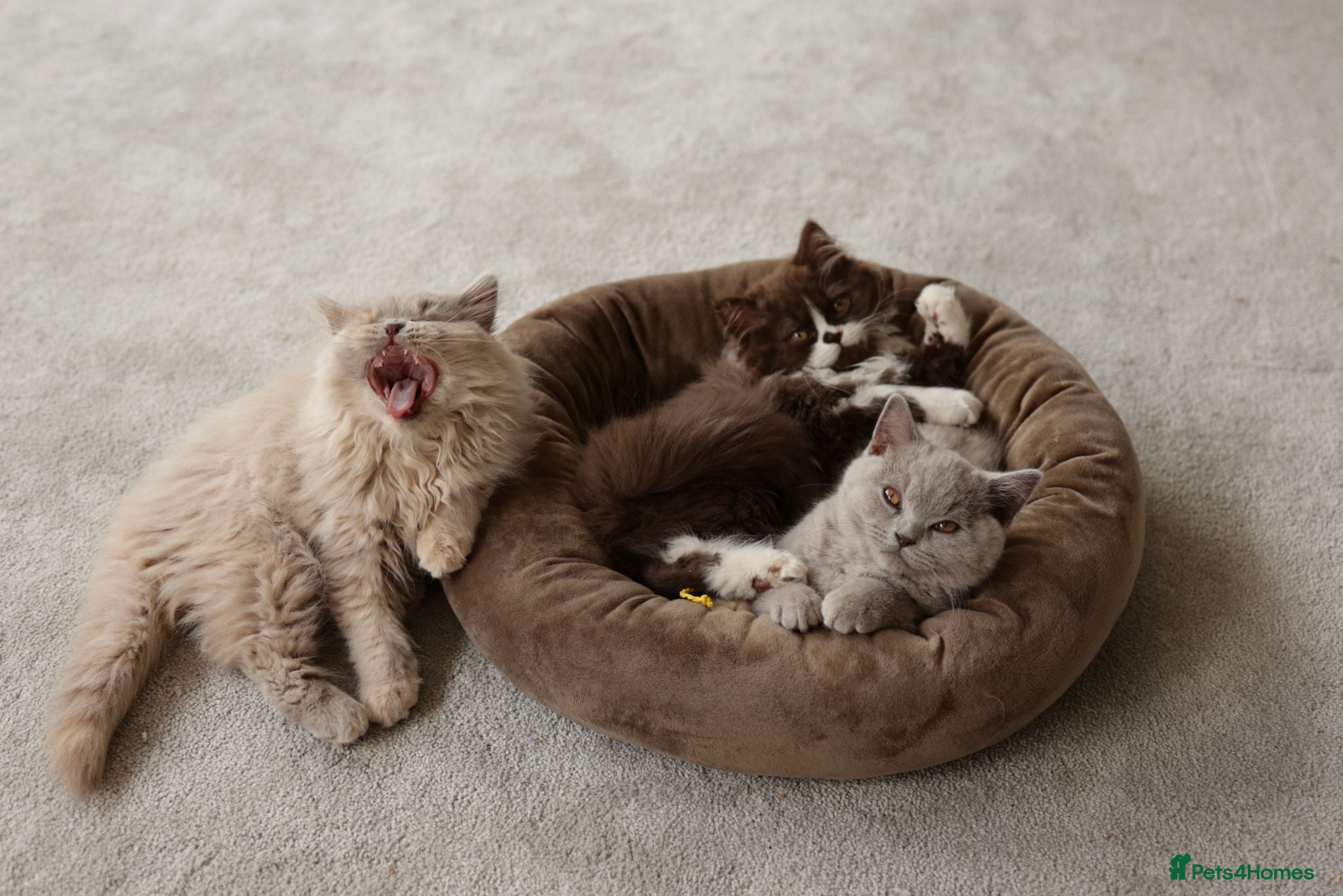 British Shorthair cats Chocolate Bicolour orange British Short Long-haird - Advert 2