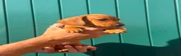 Miniature Dachshund dogs for sale: Tan miniature smooth hair dachshund pups for sale - Advert 9