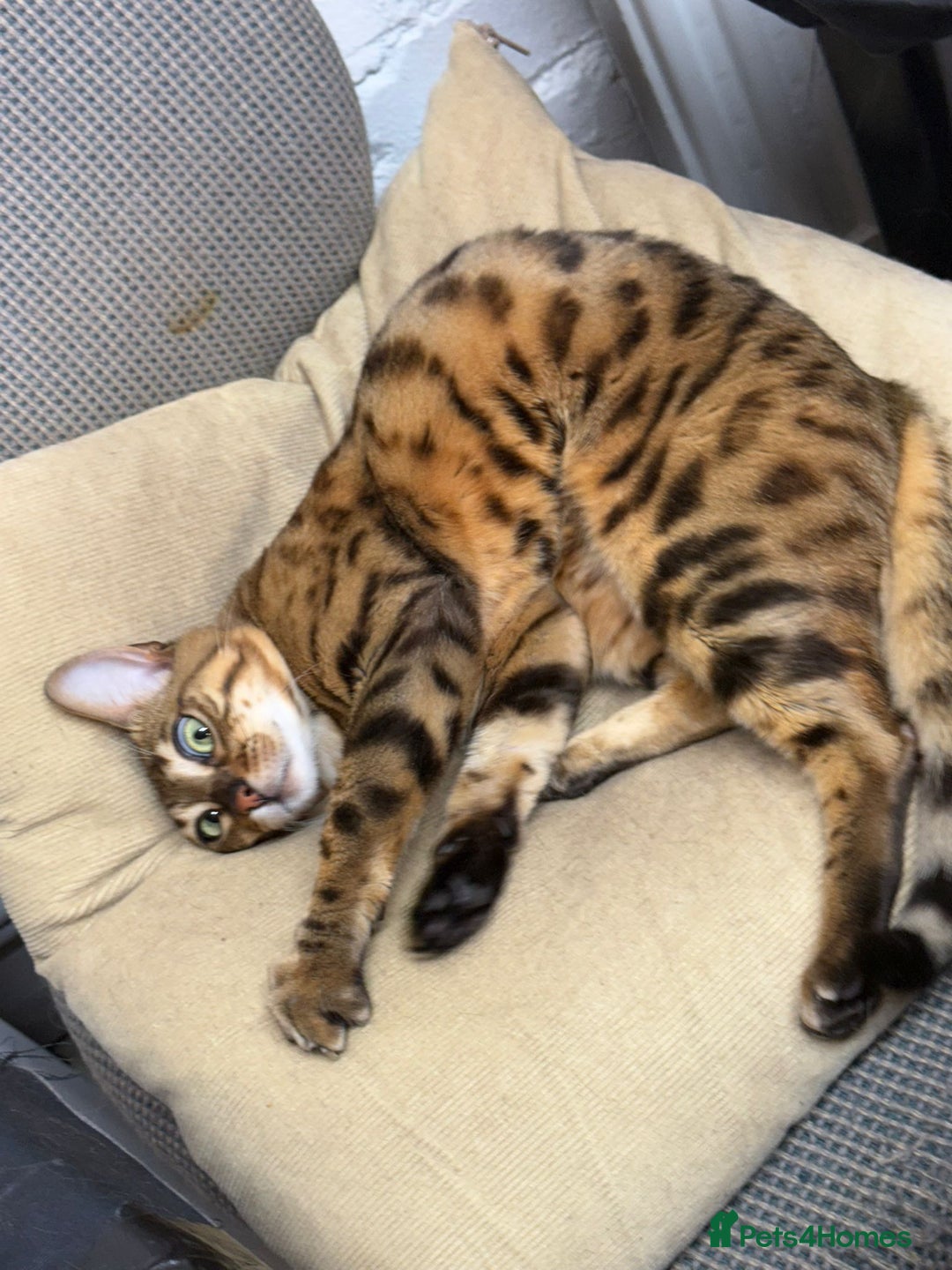 Bengal cats for sale: Stunning Friendly soft Bengal girl  in London - Image 6