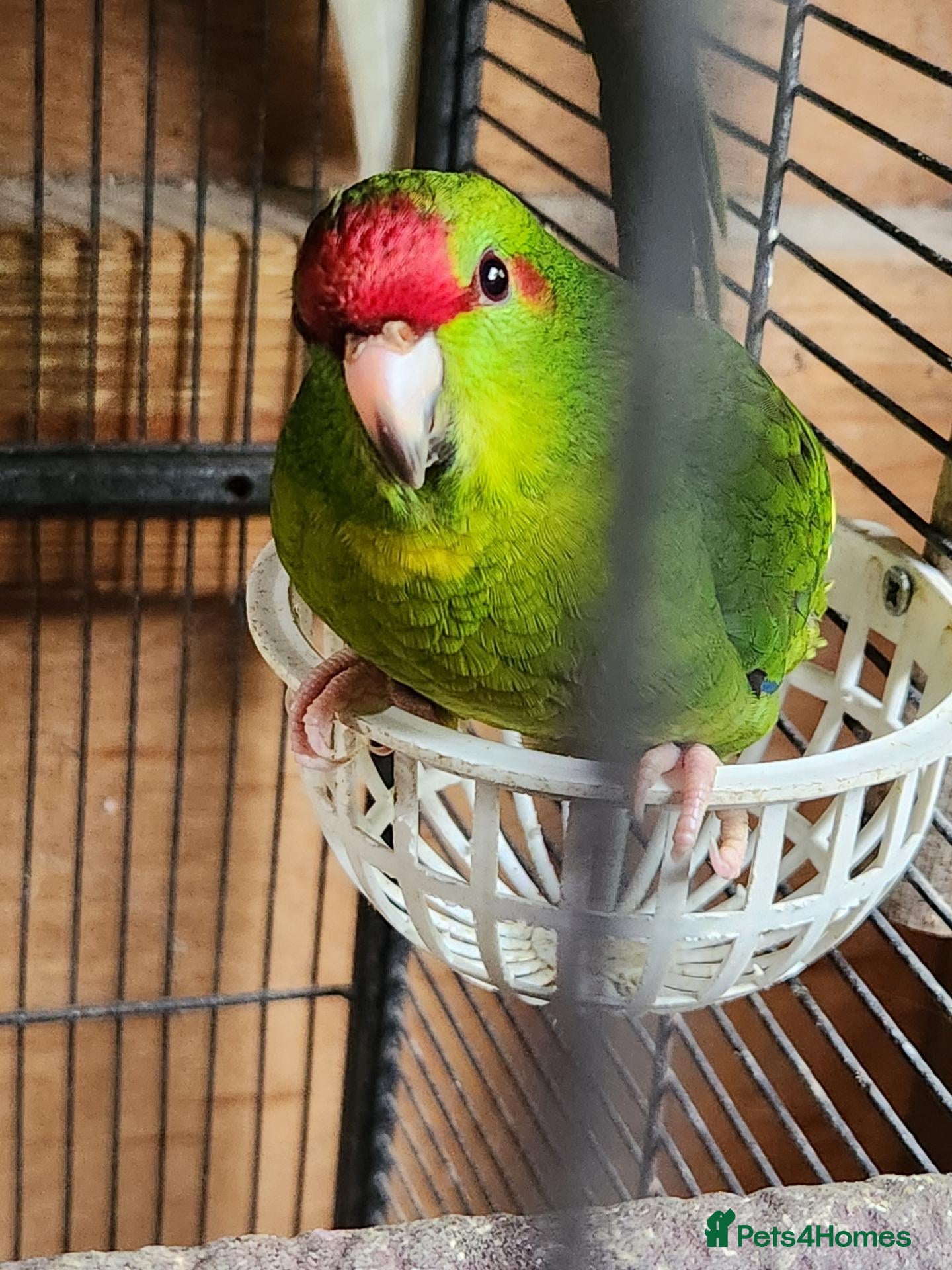 Mixed Breed birds KAKARIKS FOR SALE - Advert 1