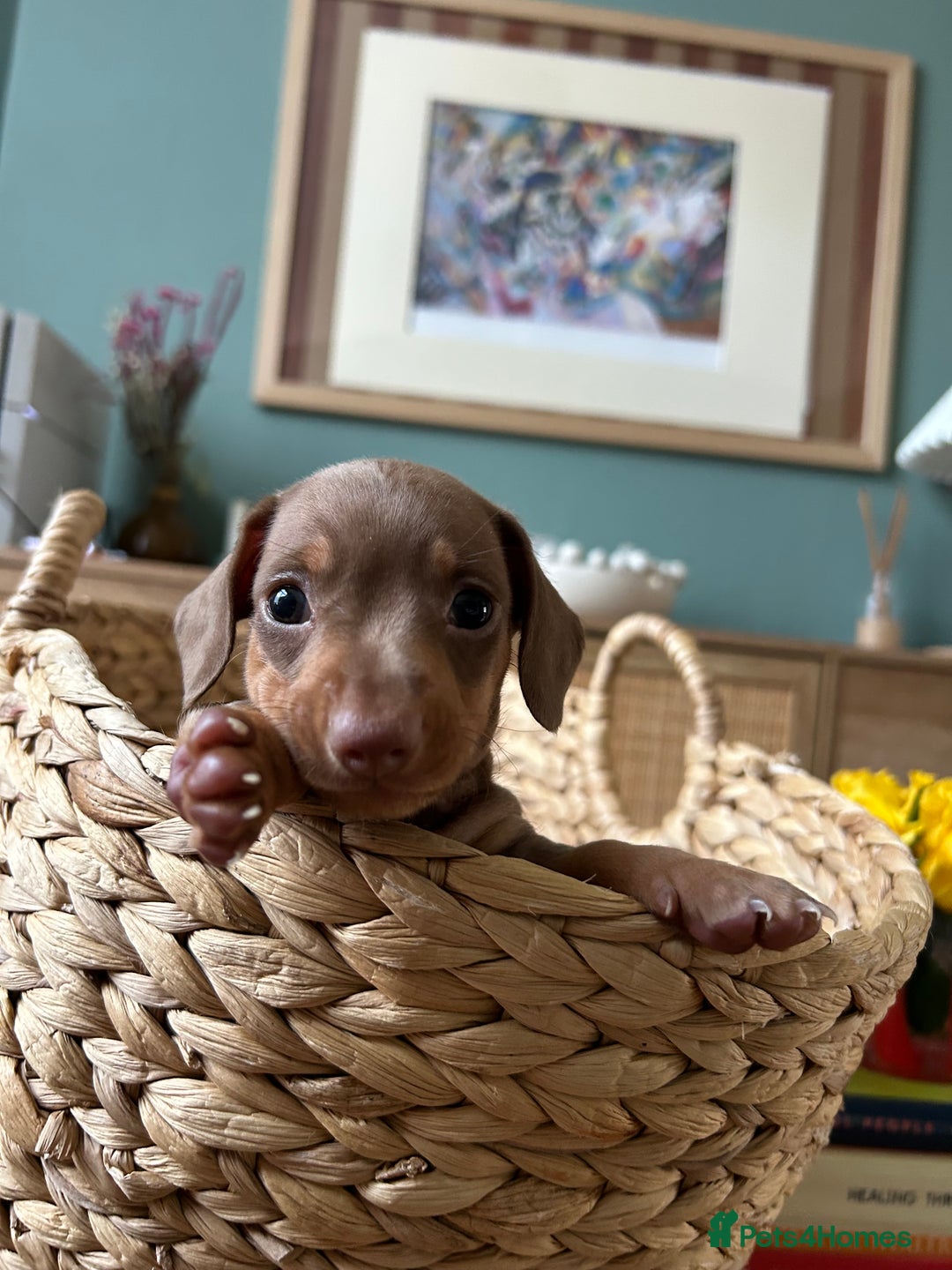 Miniature Dachshund dogs for sale: Miniature dachshunds for sale   - Image 3