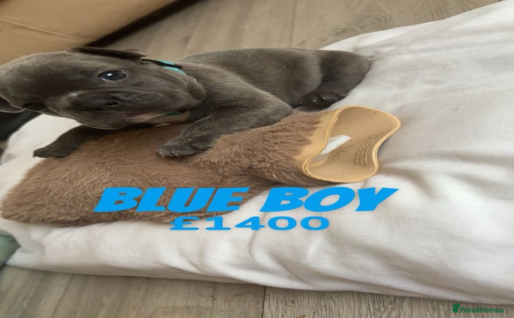 French Bulldog dogs - Advert 11