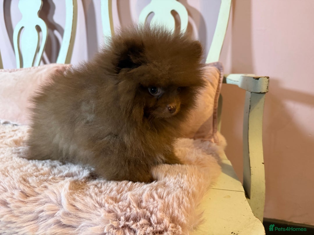 Pomeranian dogs for sale: Quality Chocolate Small Chocolate Teddy Bear - Image 7