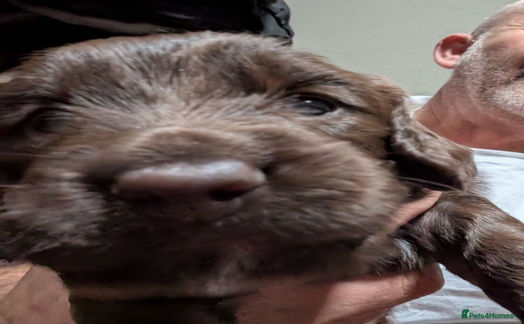 Mixed Breed dogs - Advert 13