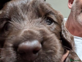 Mixed Breed dogs - Advert 29