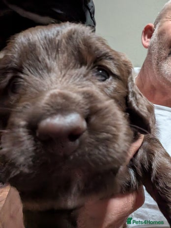 Mixed Breed dogs - Advert 15