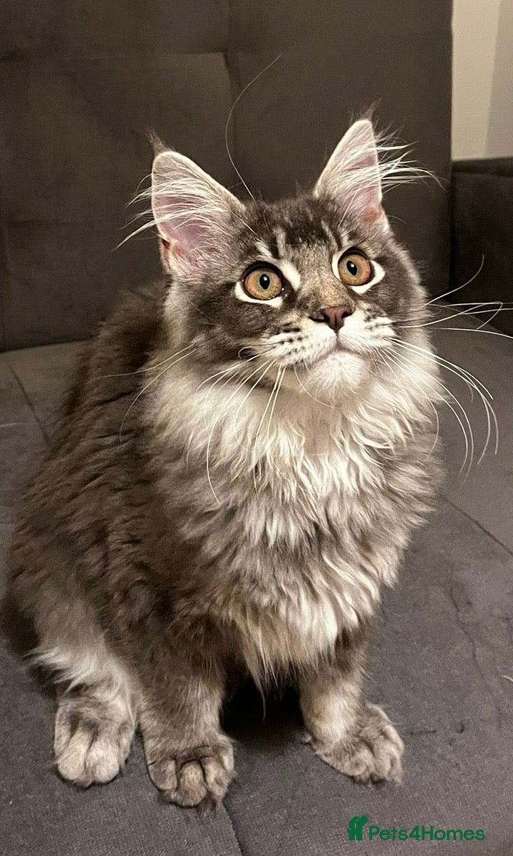 Maine Coon cats Xena hoover warrior maine coon female blue ticked - Advert 17